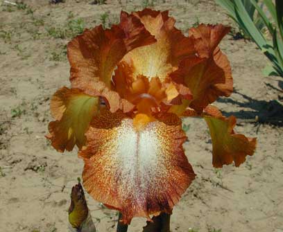 TB Iris Certainly Certainly