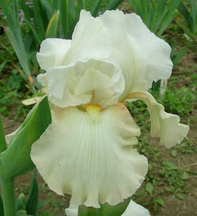 BB Iris champagne Blush