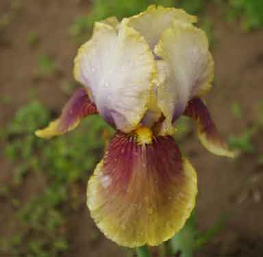 SDB Iris Chimera
