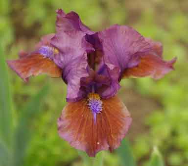 SDB Iris Chocolate Temptation