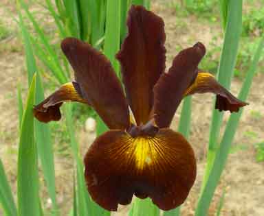 Spuria Iris chocolate dip