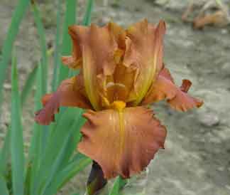 TB Iris Choctow Autumn