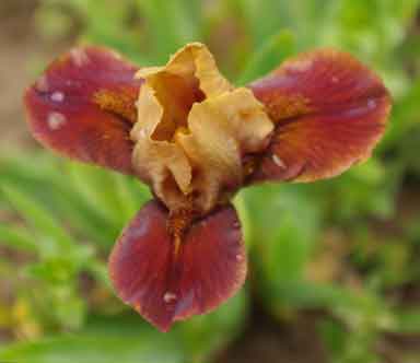 MDB Iris Cinnamon Apples