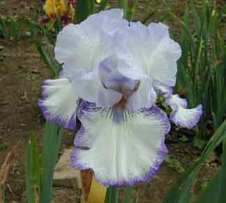 TB Iris Circus Dancer