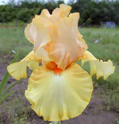TB Iris Citrus Cooler 