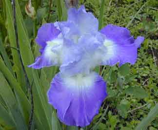 TB Iris Clarence