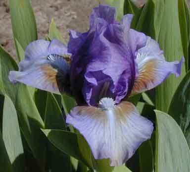 SDB Iris Conservitively Clad