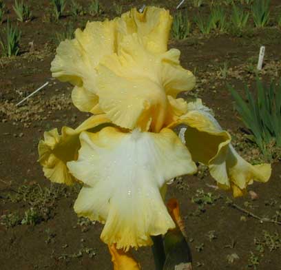 TB Iris conservative View