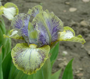 SDB Iris Conundrum