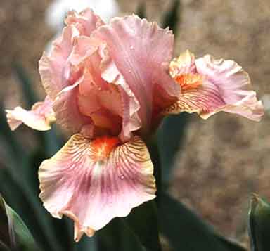 Coral Chimes IB Iris