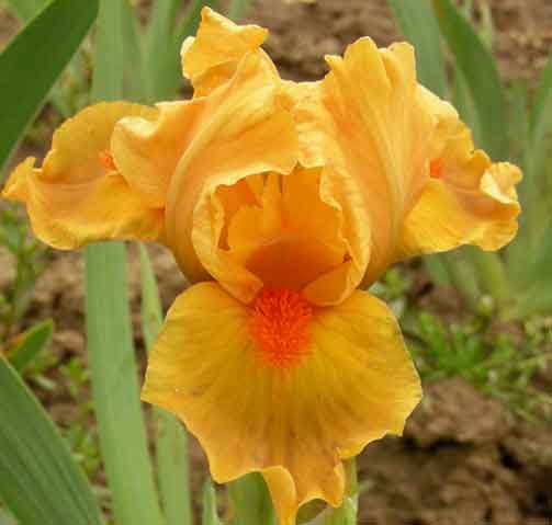 Crash And Burn SDB Chapman Iris