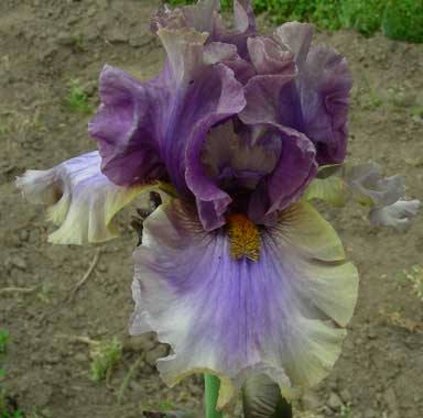TB Iris Crash Course
