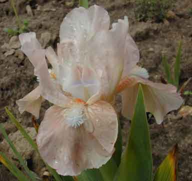 SDB Iris Crayola Pink