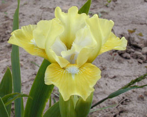  SDB Iris Cream Pixie