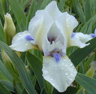 SDB Iris Cry Baby