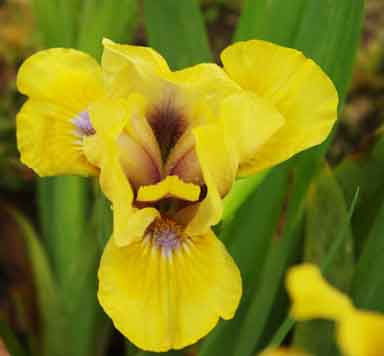 SDB Iris Custom Jewel