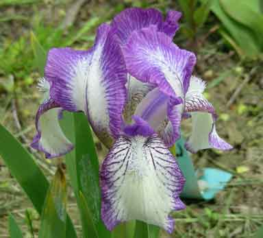 SDB Iris 