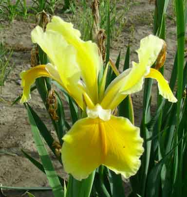 Spuria Iris Dandelion Smile