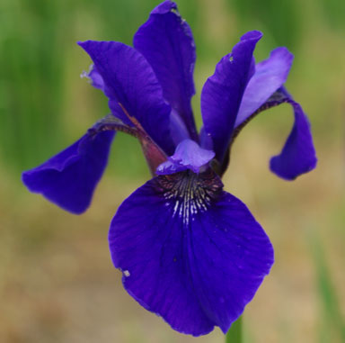 Dark Circle siberain Iris chapmaniris.com