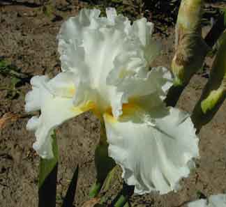 TB Iris Devonshire Cream