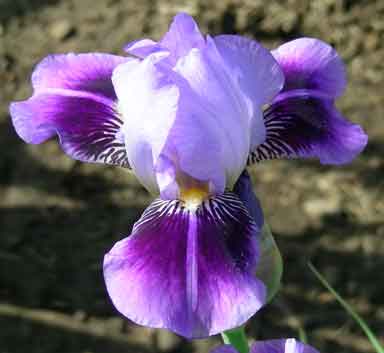 MTB Iris Dividing Line