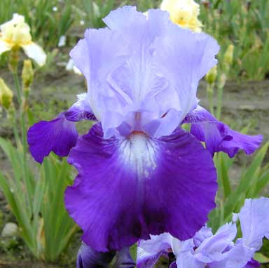 TB Iris Devine