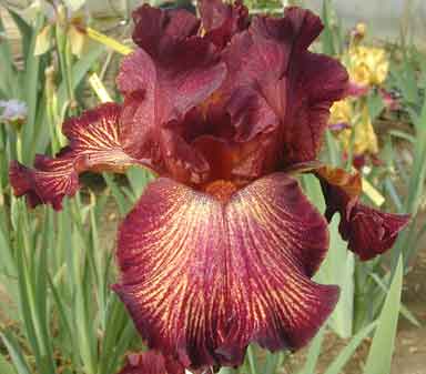 TB Iris Double Vision