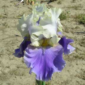 TB Iris Dream Of You