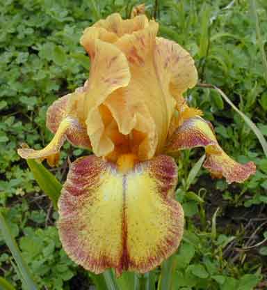 TB Iris East Indian Spice