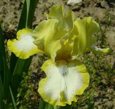 SDB Iris Easter
