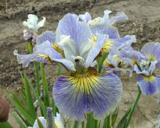 Siberian Iris Echo The Wind