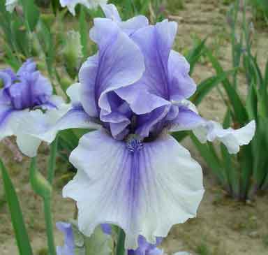 TB Iris Electric shock