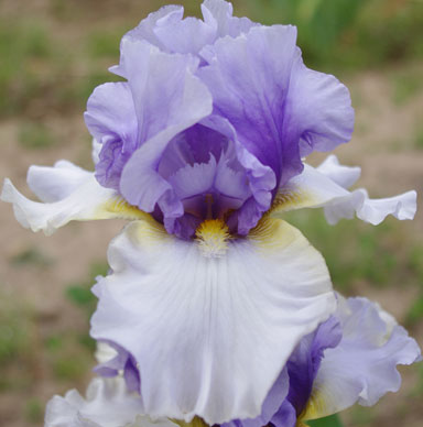 Eramosa Blue Bonnet  BB Iris chapmaniris.com