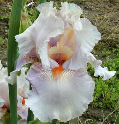 Eramosa Blushing Bride TB Iris