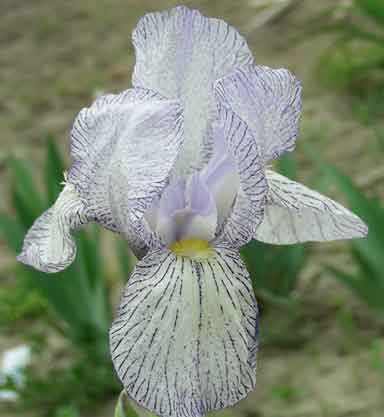 Eramosa cloud Drifter MTB Iris