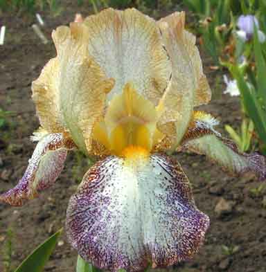 Eramosa Freckles MTB Iris