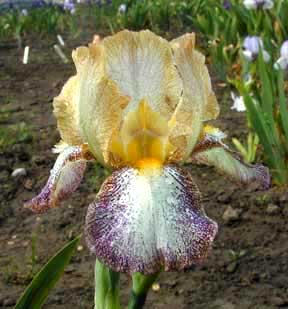 MTB Iris Eramos Freckles