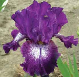 TB Iris Eramosa Ridge