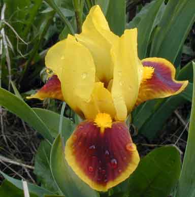SDB Iris Ever Ready