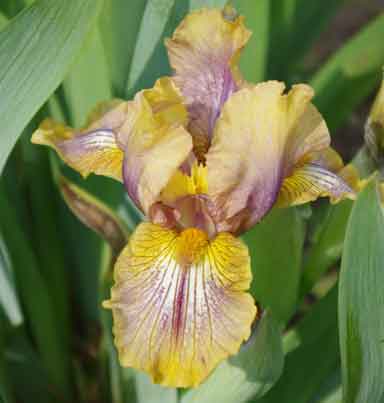 SDB Iris Exotic Blend