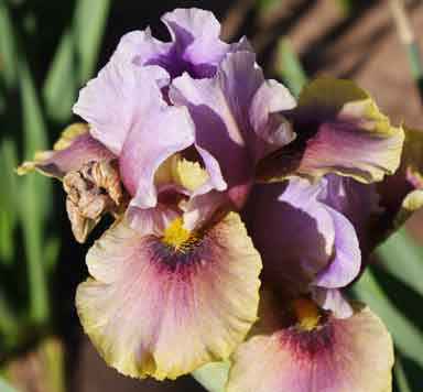 AB Iris Eye To Eye