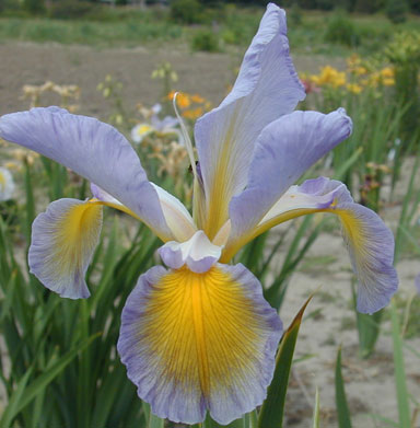 Farolita Spuris Iris chapmaniris.com