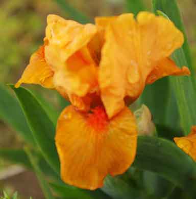 MDB Iris Fission Chip