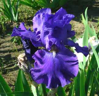 TB Iris Follow the Fleet