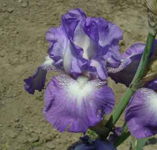 TB Iris Forever In Love