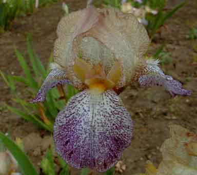 Freckle's Sister MTB Iris