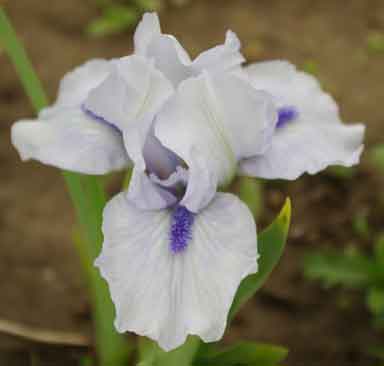 SDB Iris French Blue