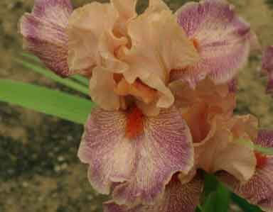 IB Iris Frisky Frolic