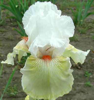 Frontier Lady TB Iris 
