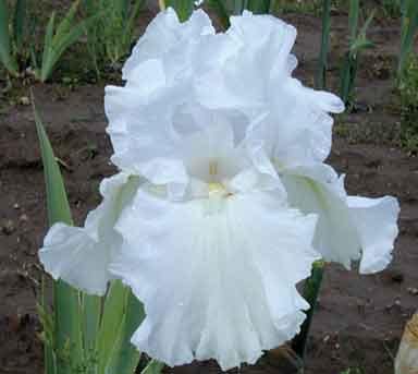 Garden Bride TB Iris 